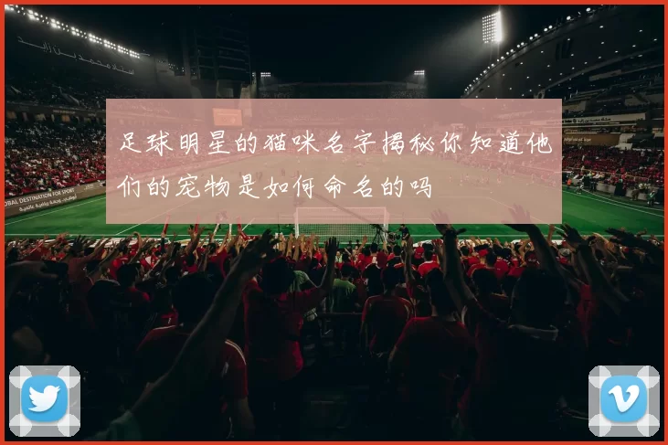 足球明星的猫咪名字揭秘你知道他们的宠物是如何命名的吗